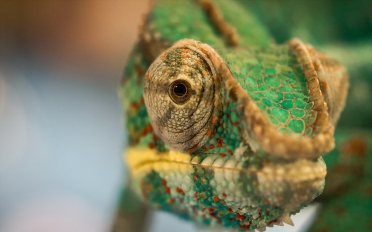 Chameleon Theme screenshot #12