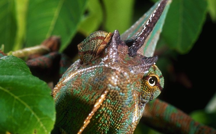 Chameleon Theme screenshot #19