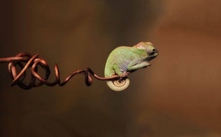 Chameleon Theme screenshot #2