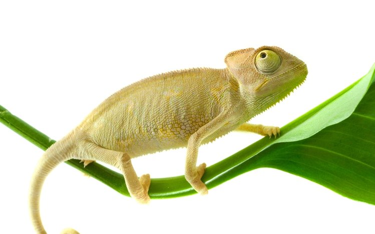 Chameleon Theme screenshot #21