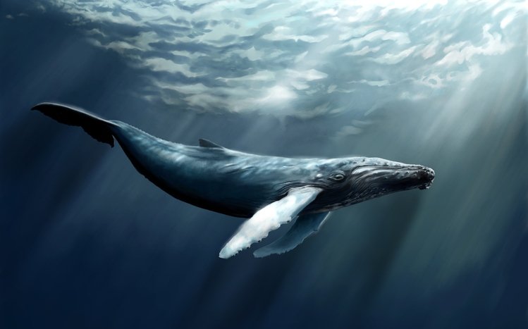 Amazing Whale Wallpaper