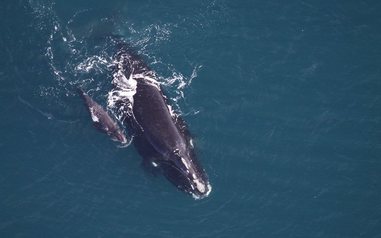 Whale Theme screenshot #21