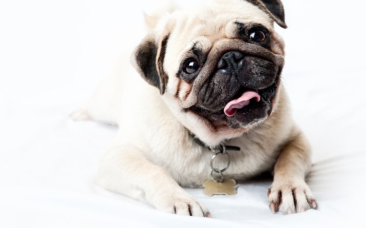 Pug Theme screenshot #10