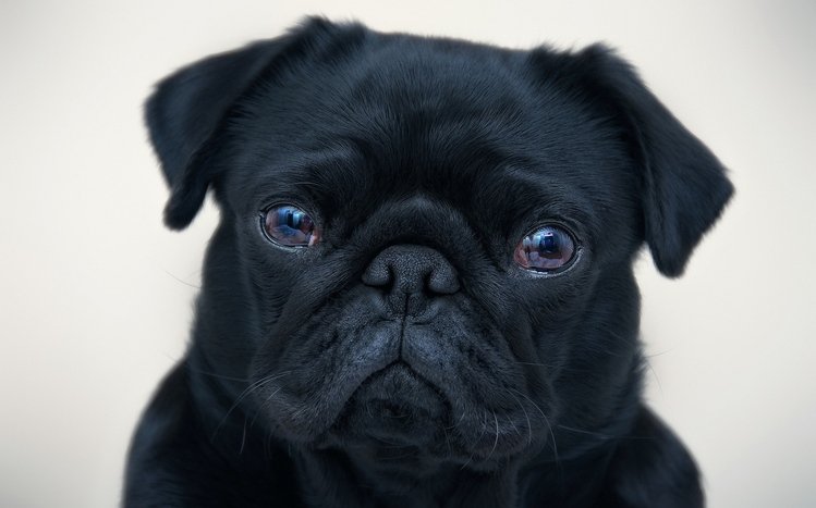 Pug Theme screenshot #11