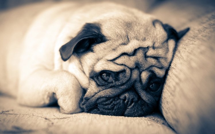 Pug Theme screenshot #13