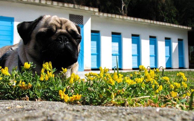 Pug Theme screenshot #24