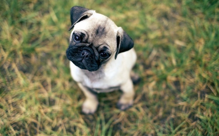 Pug Theme screenshot #26