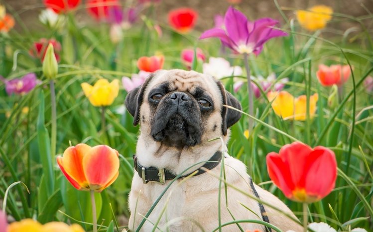 Pug Theme screenshot #28