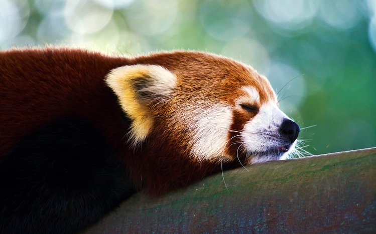 Red Panda Theme screenshot #10