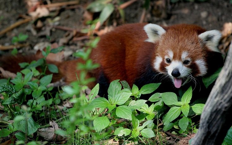 Red Panda Windows 11/10 Theme - themepack.me