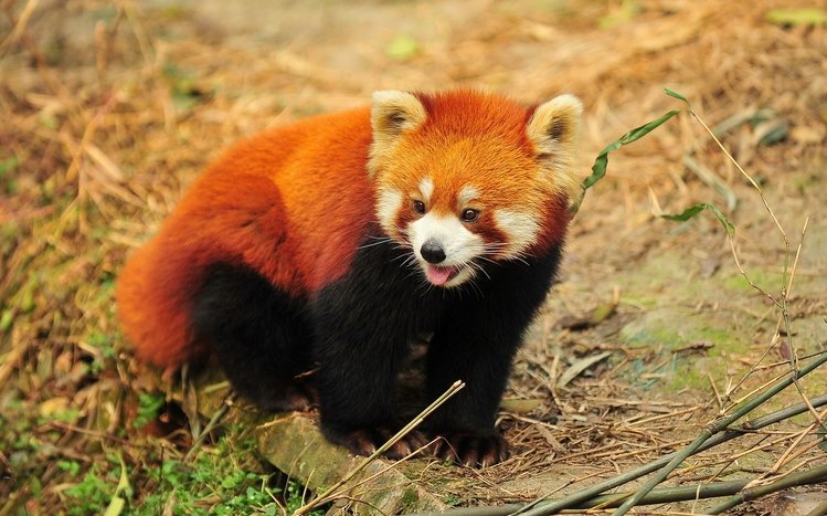 Red Panda Theme screenshot #15