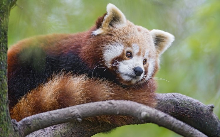 Red Panda Theme screenshot #17