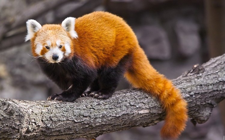 Red Panda Theme screenshot #18