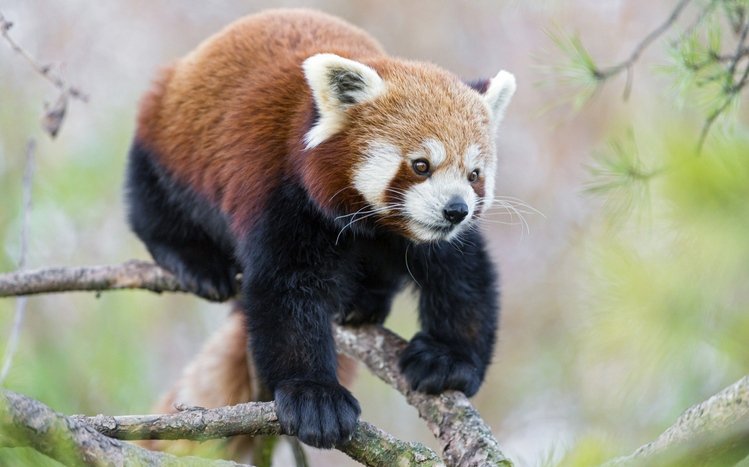Red Panda Theme screenshot #19