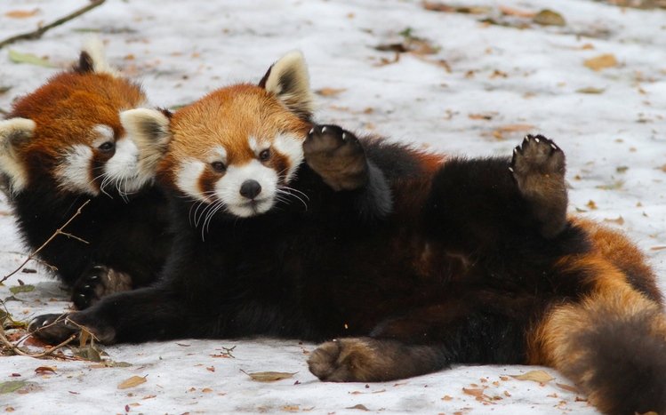 Red Panda Theme screenshot #25