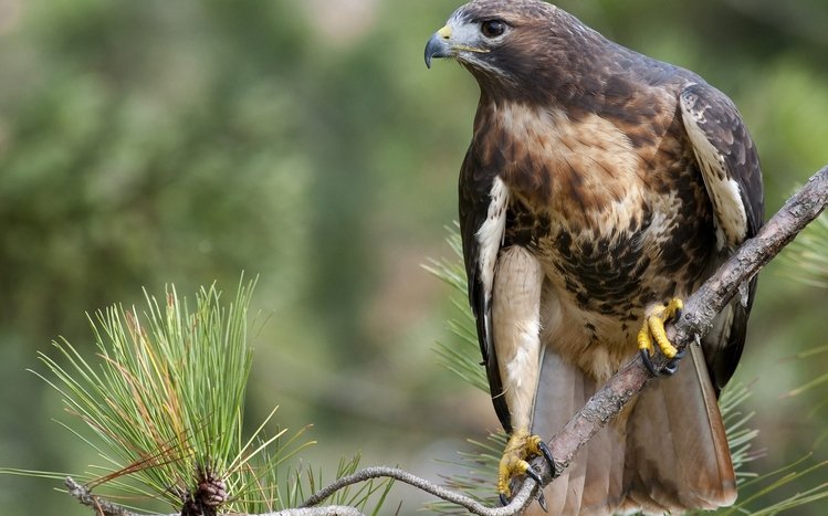 Hawk Theme screenshot #11