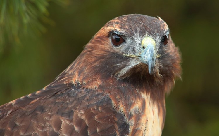 Hawk Theme screenshot #19