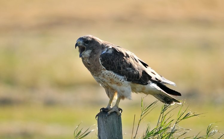 Hawk Theme screenshot #21