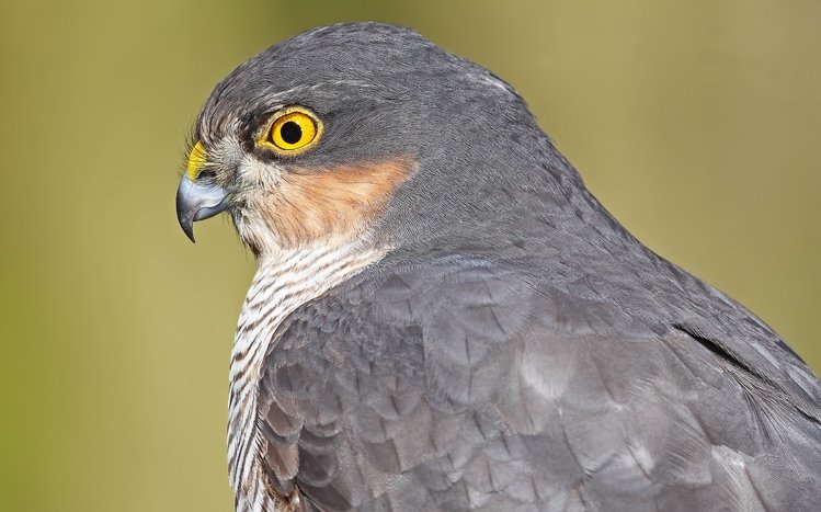 Hawk Theme screenshot #24