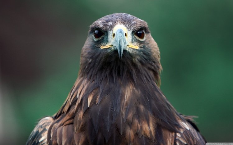 Hawk Theme screenshot #26