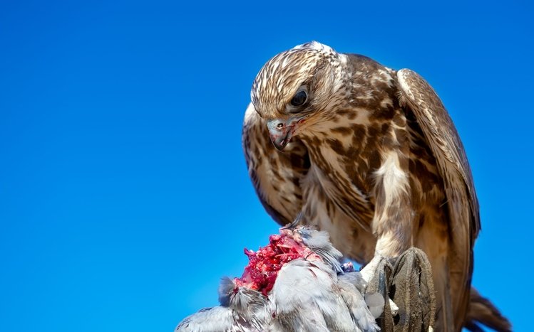 Hawk Theme screenshot #5