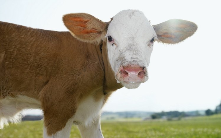 Cow Theme screenshot #10