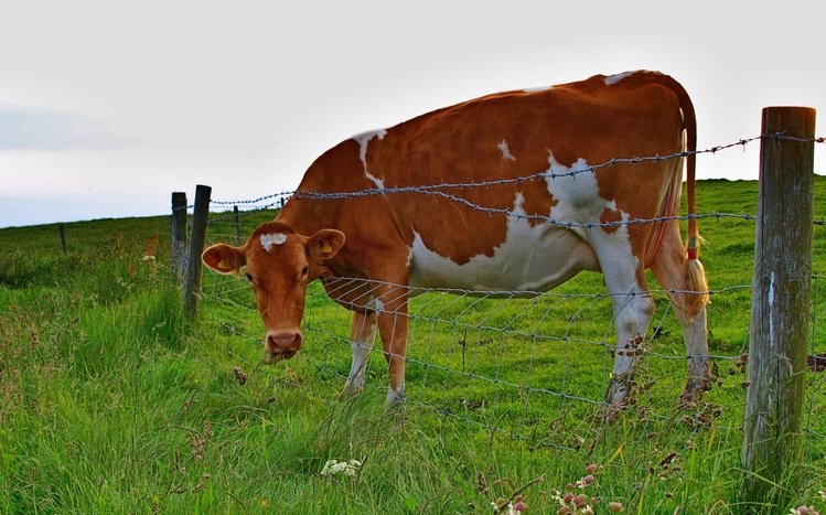 Cow Theme screenshot #19