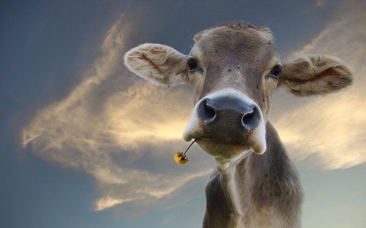 Thưởng thức hình nền máy tính có chủ đề Cow độc đáo với Cow Windows 11/10 Theme. Hình ảnh những chú bò đáng yêu và thân thiện sẽ đem đến cho bạn một không gian làm việc mới lạ và đầy sáng tạo.