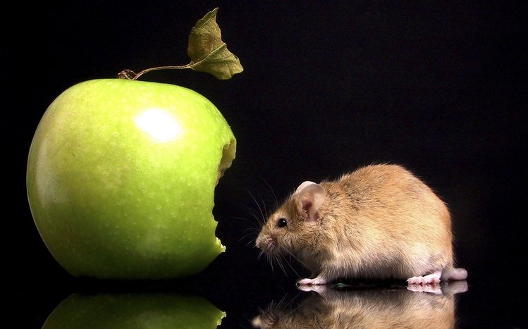 Mouse Theme screenshot #12