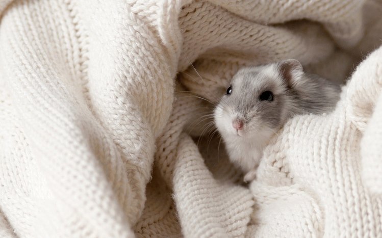 Mouse Theme screenshot #13