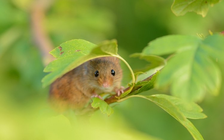 Mouse Theme screenshot #19