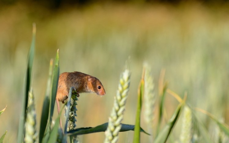 Mouse Theme screenshot #22