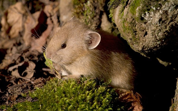 Mouse Theme screenshot #25