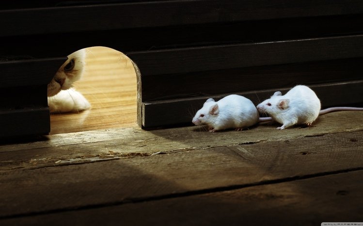 Mouse Theme screenshot #26