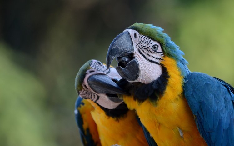 Blue And Yellow Macaw Windows 11/10 Theme - themepack.me