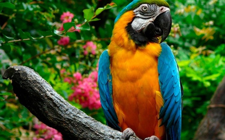 Blue And Yellow Macaw Theme screenshot #11