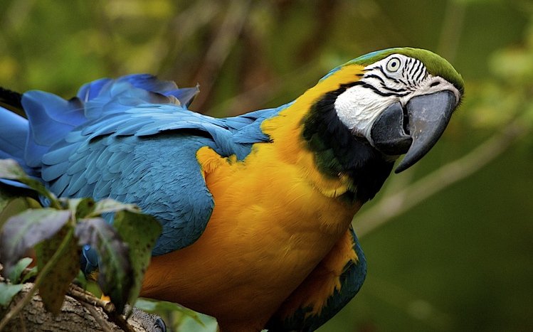 Blue And Yellow Macaw Theme screenshot #16