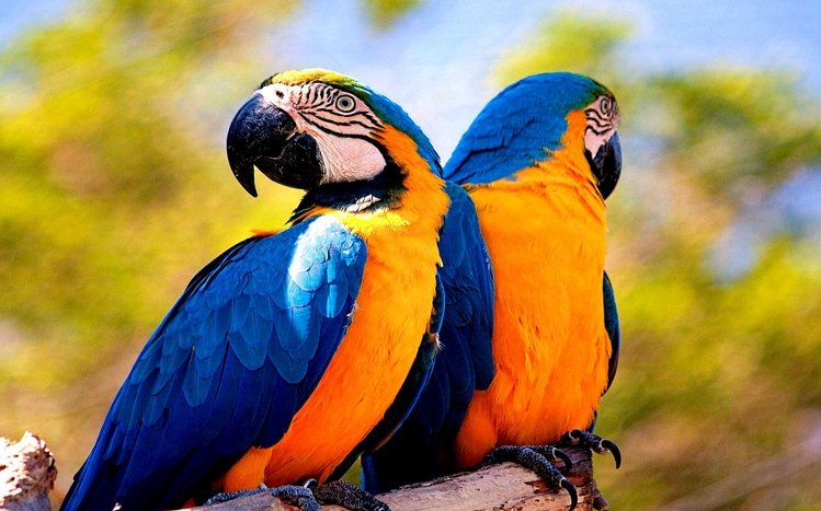Blue And Yellow Macaw Theme screenshot #17