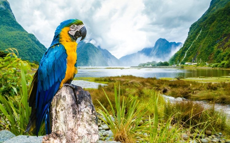 Blue And Yellow Macaw Theme screenshot #21
