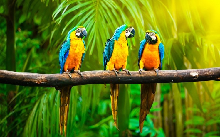 Blue And Yellow Macaw Theme screenshot #25