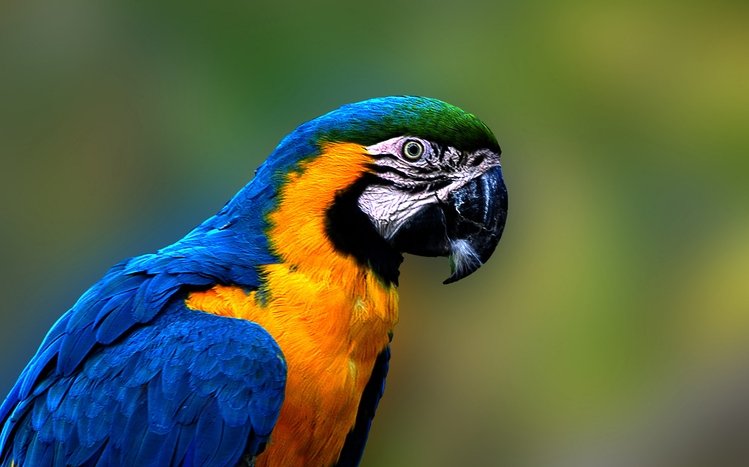 Blue And Yellow Macaw Theme screenshot #26