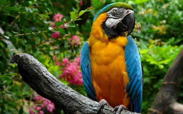 Blue And Yellow Macaw Theme screenshot #5