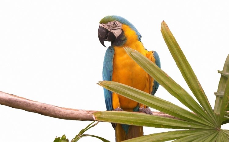Blue And Yellow Macaw Theme screenshot #9