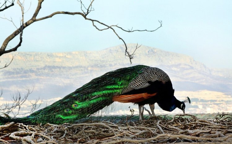 Peacock Theme screenshot #12