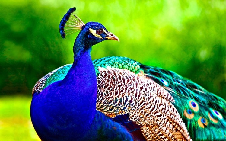 Peacock Windows 11/10 Theme - themepack.me