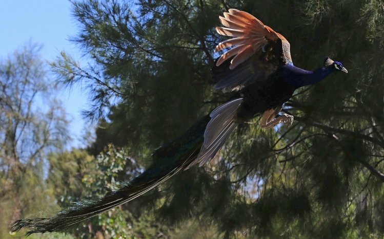 Peacock Theme screenshot #14