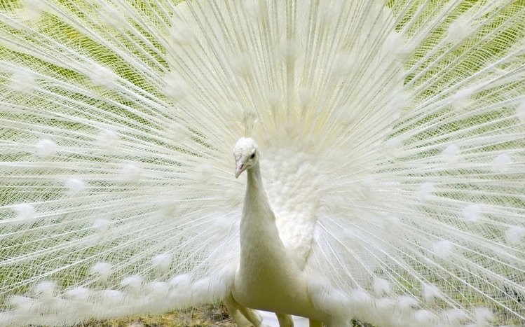 Peacock Theme screenshot #17