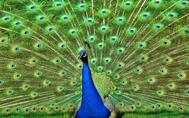 Peacock Windows 11/10 Theme - themepack.me