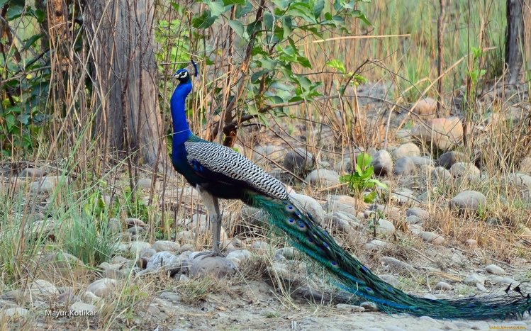 Peacock Theme screenshot #21