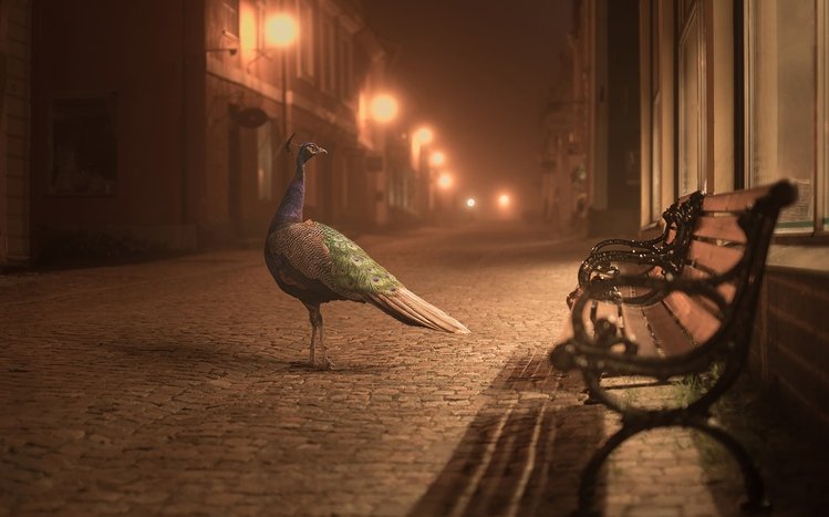 Peacock Theme screenshot #23